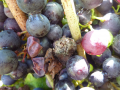 Botrytis & D�bris v�g�taux