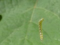 Chenille Eud�mis sur Soie