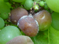 Botrytis : D�but Foyer