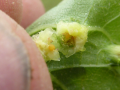 Galle Phyllox�rique : D�tail