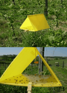 Piège tri-anglué avec capsule de phéromones