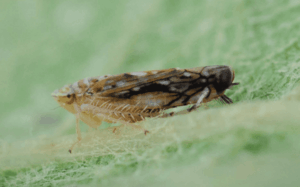 Observation d'un Scaphoideus titanus adulte