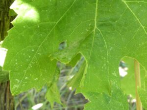 Dégâts sur feuilles de Zygina rhamni (points décolorés)
